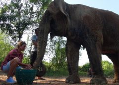 Elephant sanctuary in Thailand